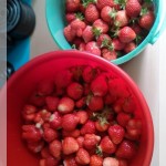 6 erdbeeren im eimer